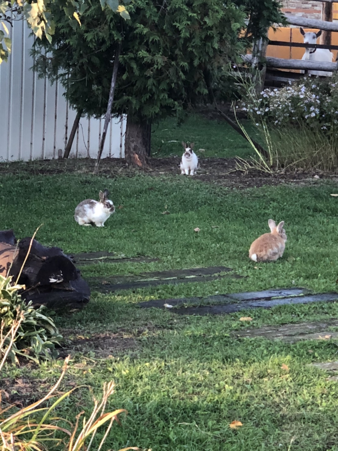 うさぎ放し飼い中 オホーツクファーム喜多牧場