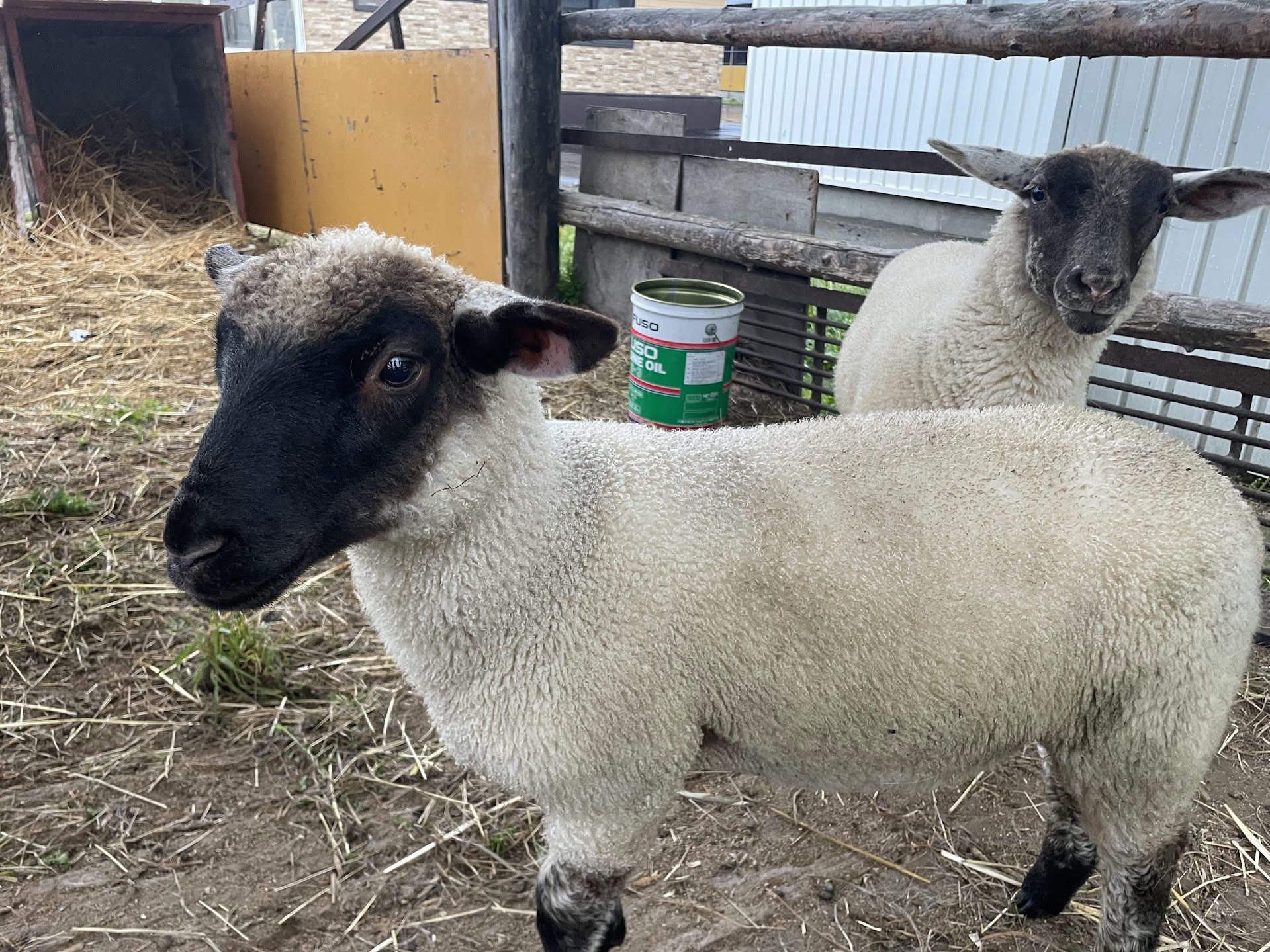 ひつじ IMG_7305.jpg